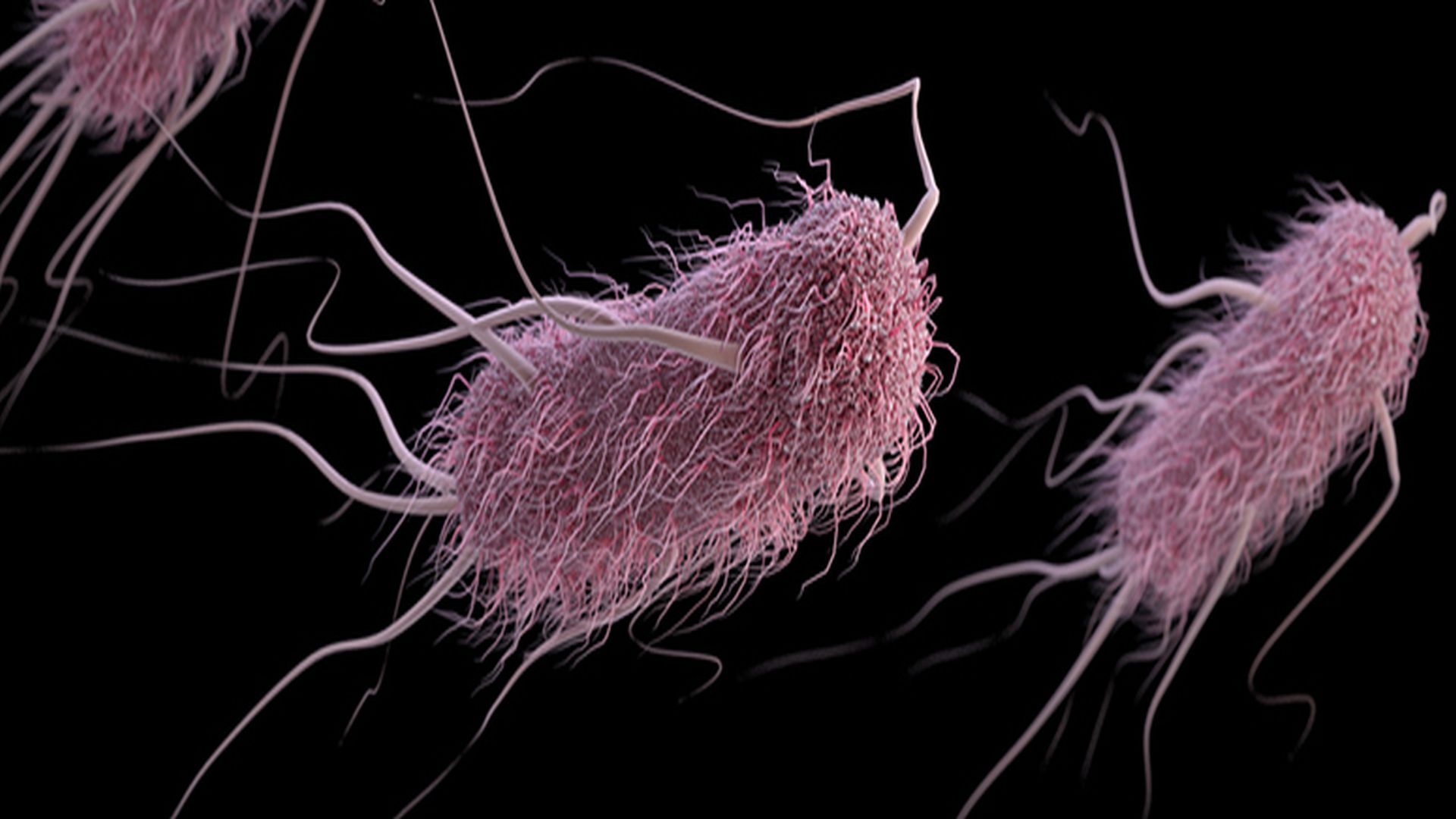 Infekce Escherichia coli: příčiny, příznaky a léčba