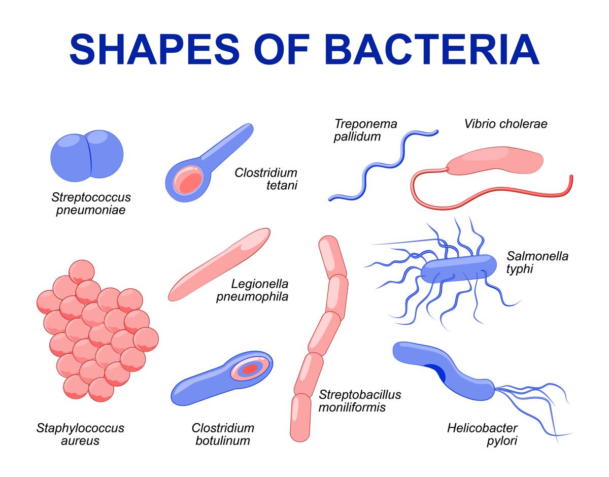 http://medcz.com/wp-content/uploads/2020/11/1200-94798069-shapes-of-bacteria.jpg