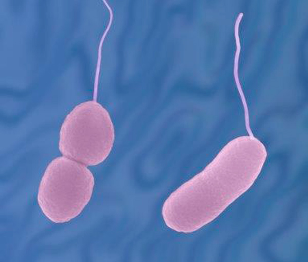 Co je Vibrio parahaemolyticus