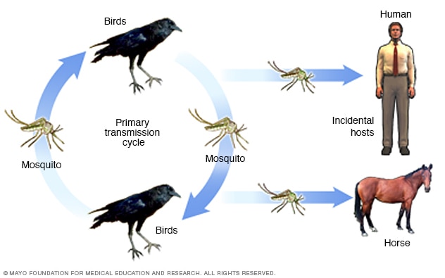 Cyklus přenosu viru západního Nilu