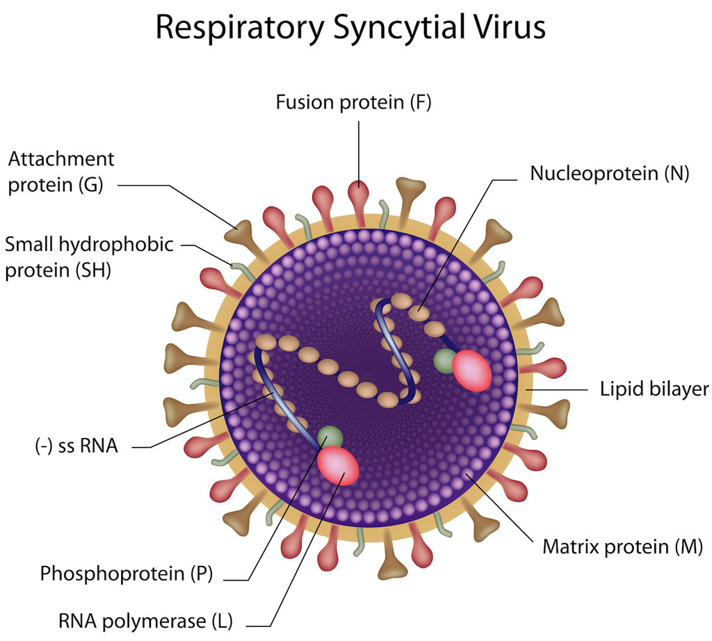 Respirační syncyciální virus (RSV)