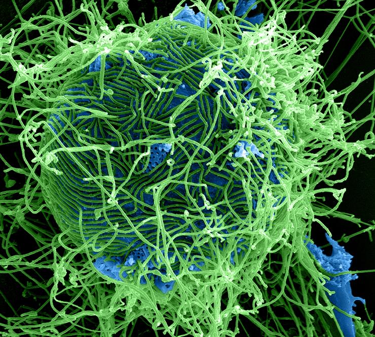 Viry ebola