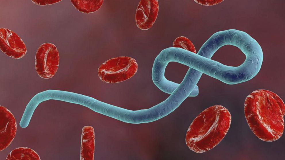 Virus ebola a virus Marburg