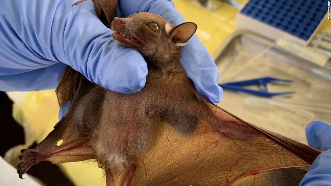 V laboratoři v Mbandaka se ekologové připravují na odběr vzorku krve z netopýra chyceného v lese.