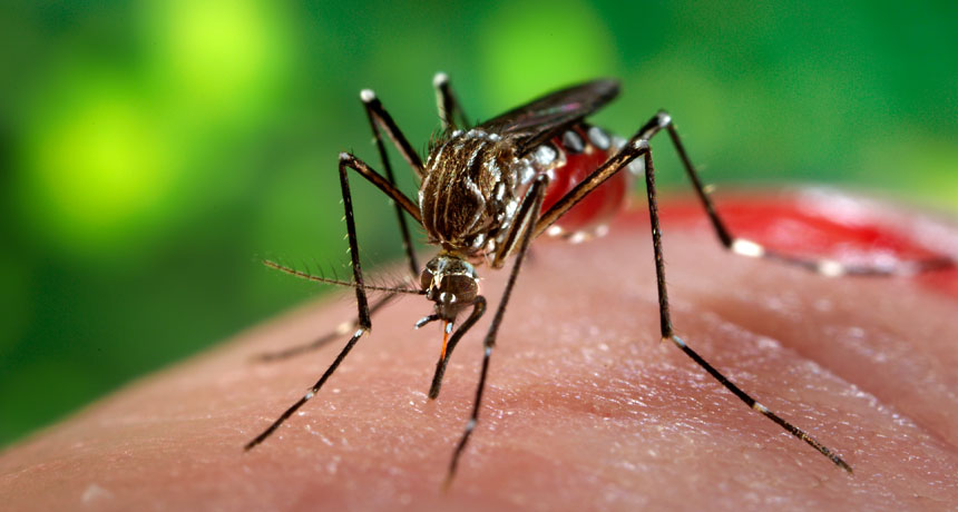 Virus Zika: příznaky, příčiny a léčba