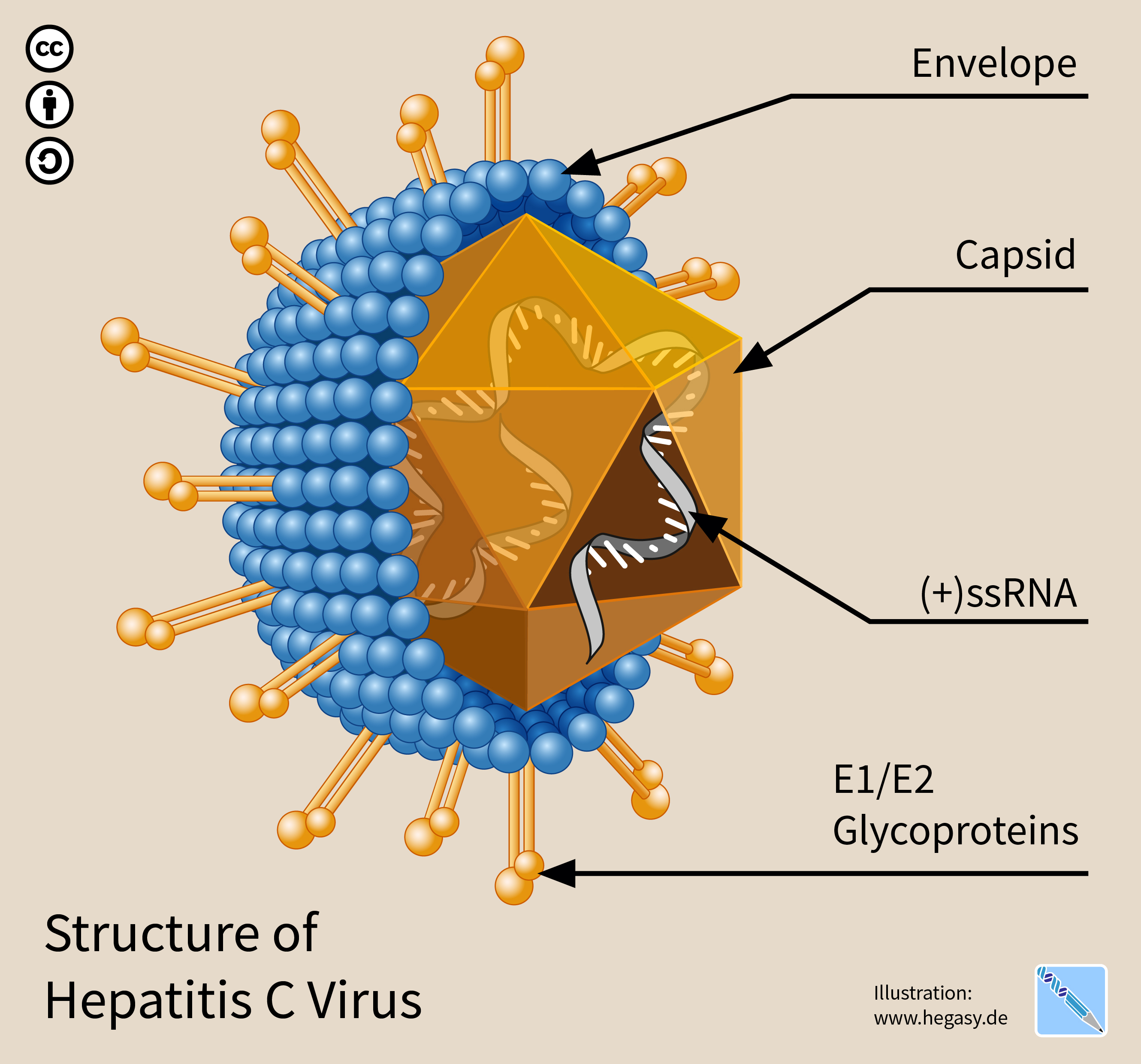 Struktura viru hepatitidy C.